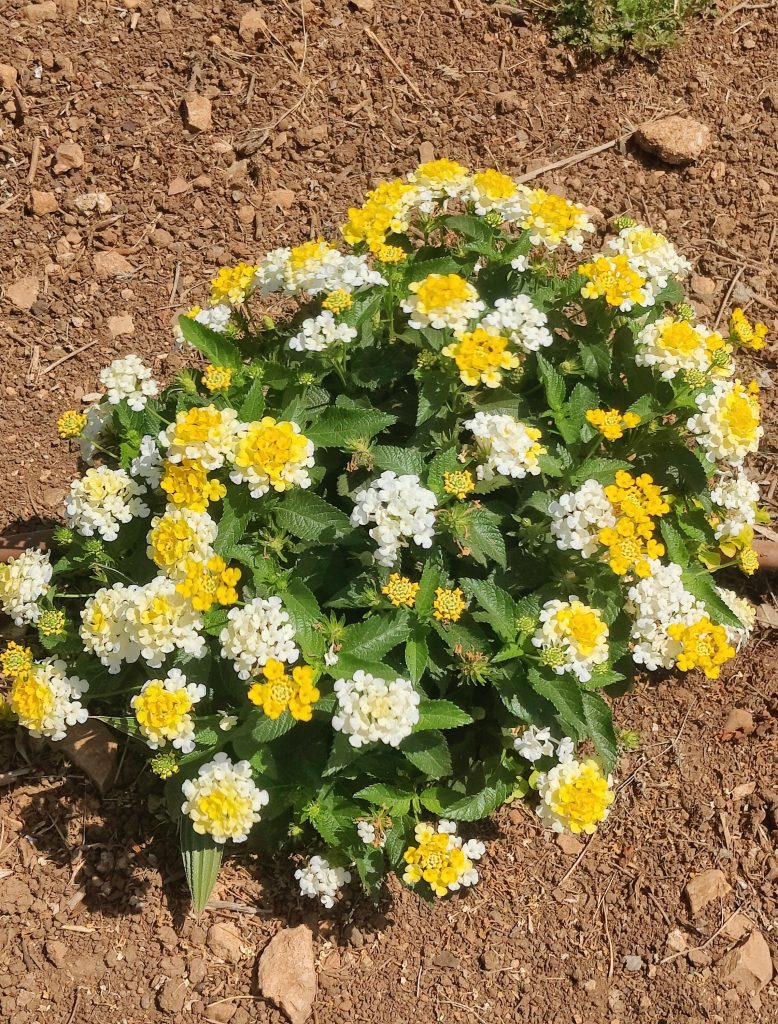 Lantana_Gem_Compact_Yellow_Topaz_full1_cut_up