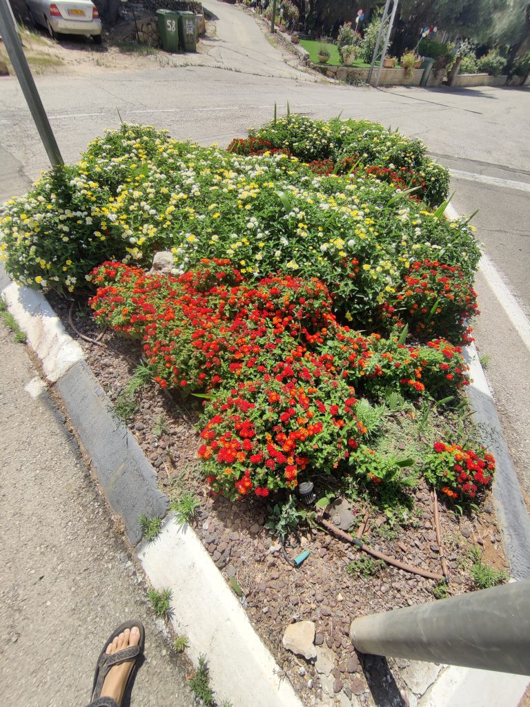 Lantana_Gem_Compact_group_up1