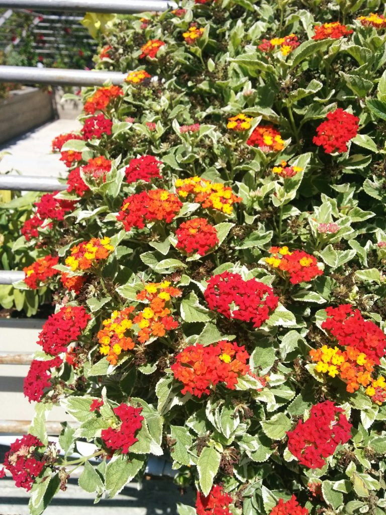 Lantana_Skittles_flowers_up