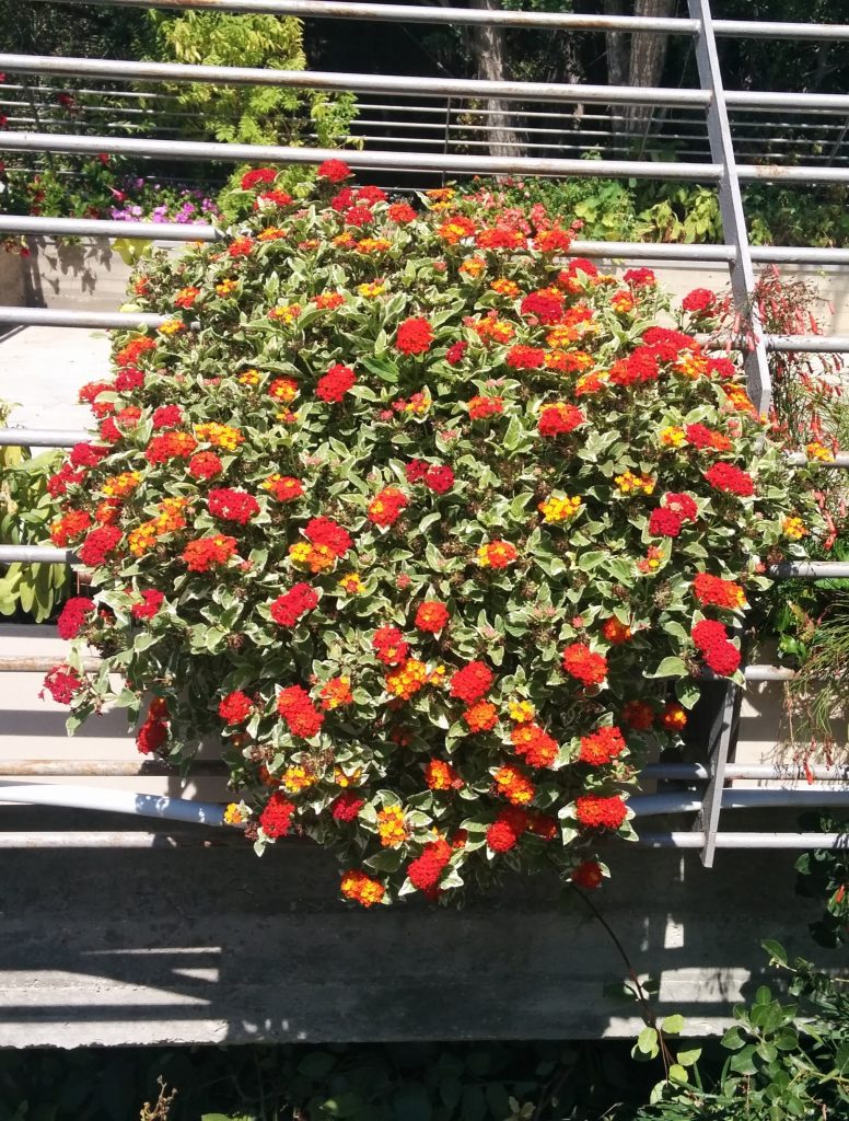 Lantana_Skittles_full1_cut_up