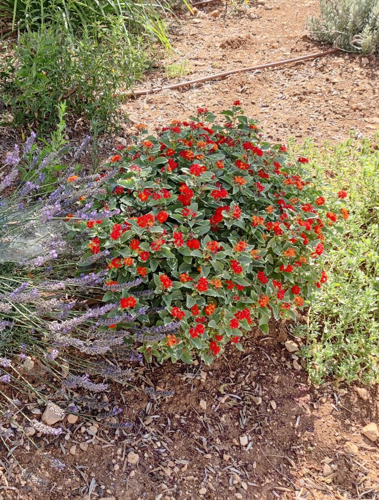Lantana_Skittles_full4_cut_up