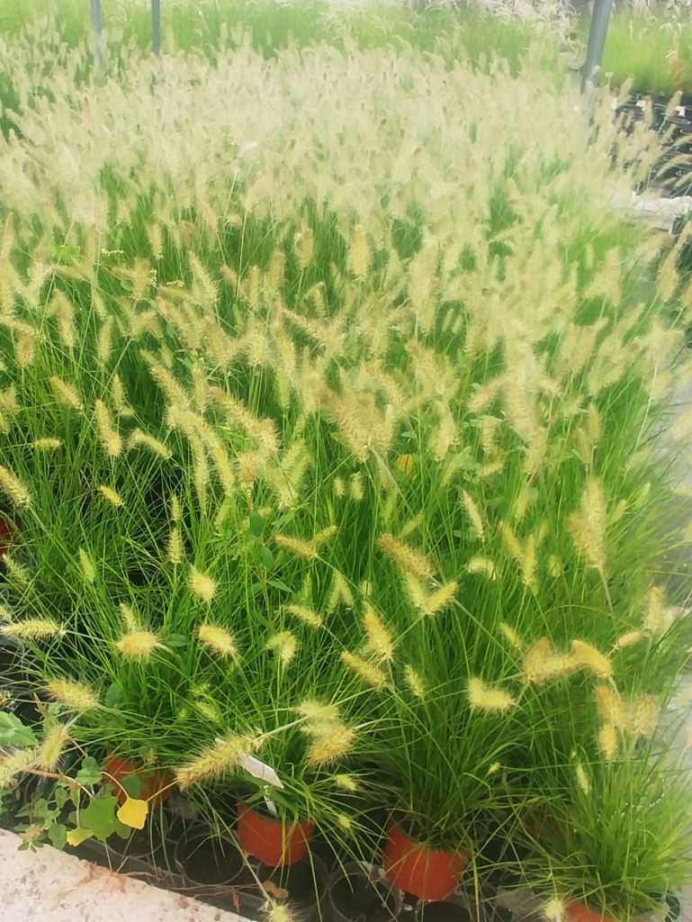 Pennisetum_alopecuroides_Hameln_group1_cut_up