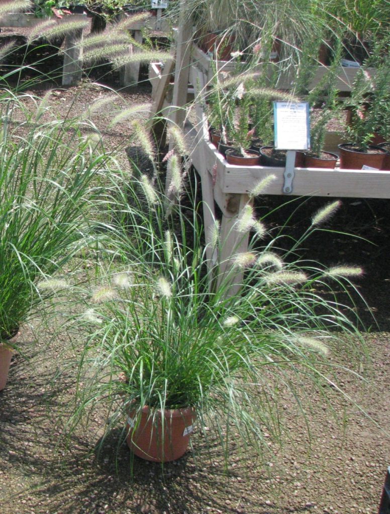 Pennisetum_alopecuroides_Hameln_pot1_cut_up