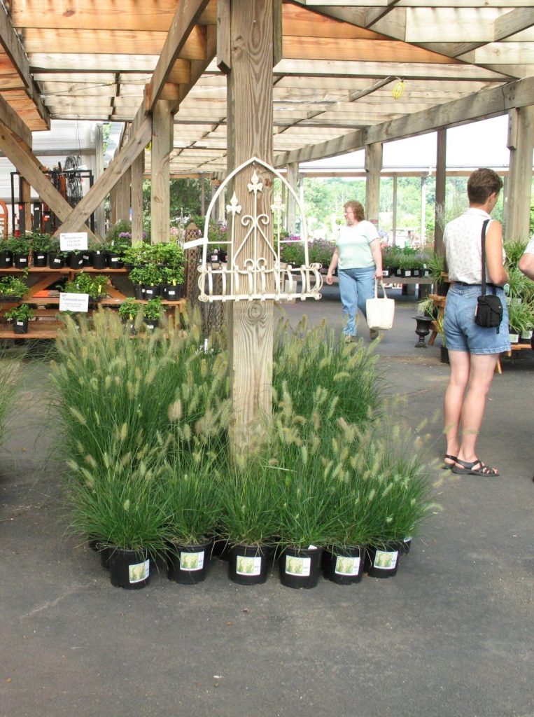 Pennisetum_alopecuroides_Little_Bunny_abroad_cut_up