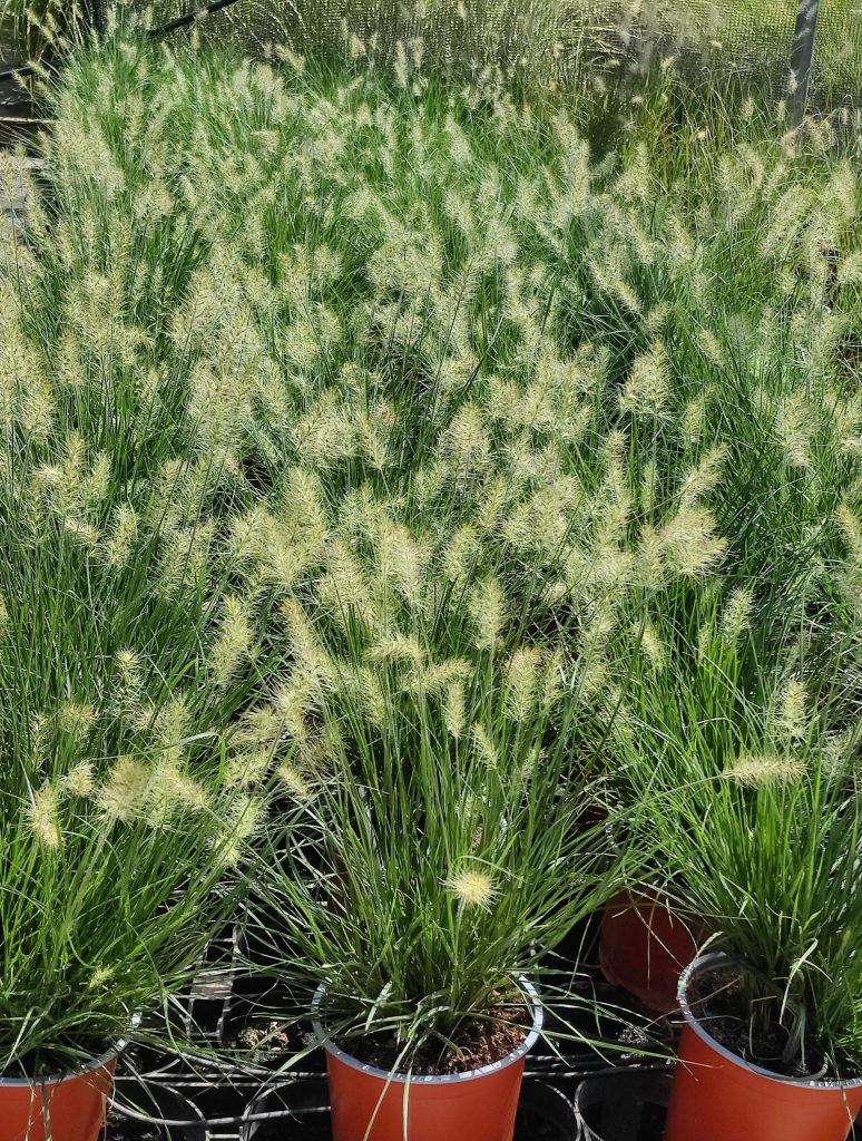 Pennisetum_alopecuroides_Little_Bunny_group2_cut_up