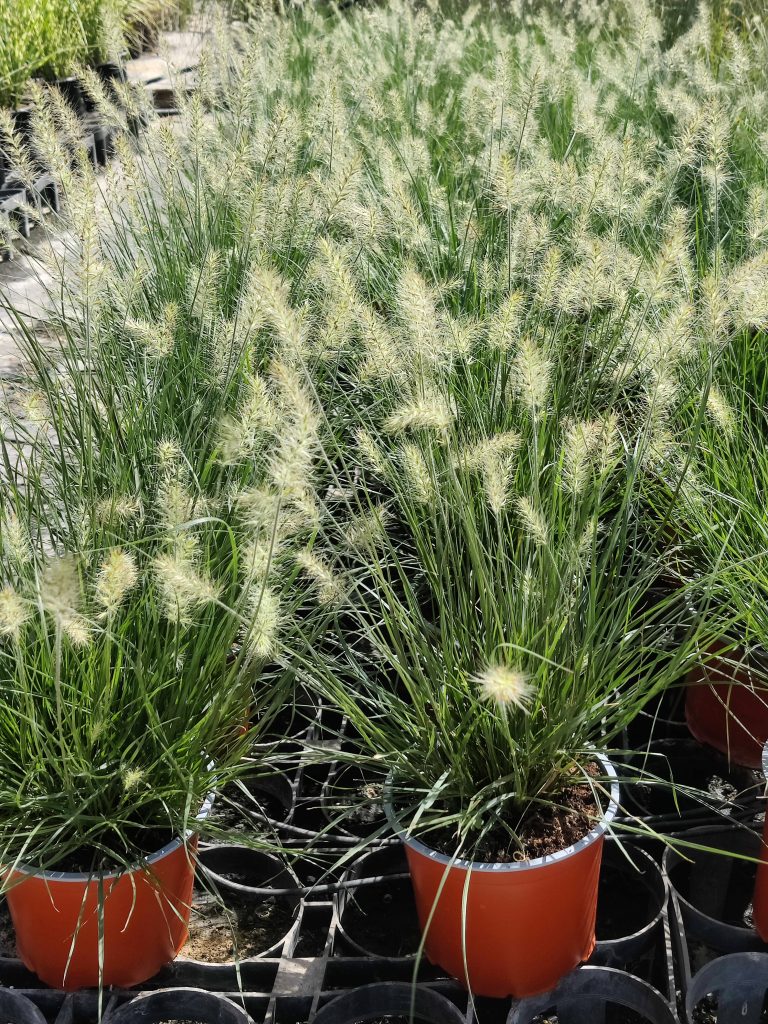 Pennisetum_alopecuroides_Little_Bunny_group_up1