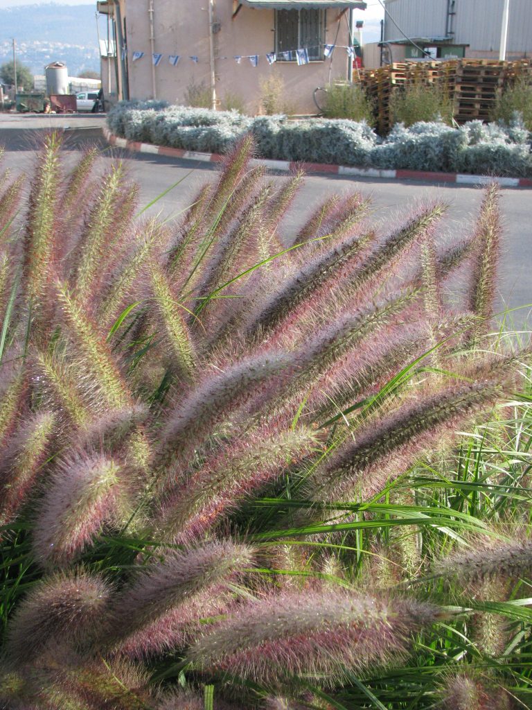 Pennisetum_alopecuroides_var_viridescens_flowers_up1