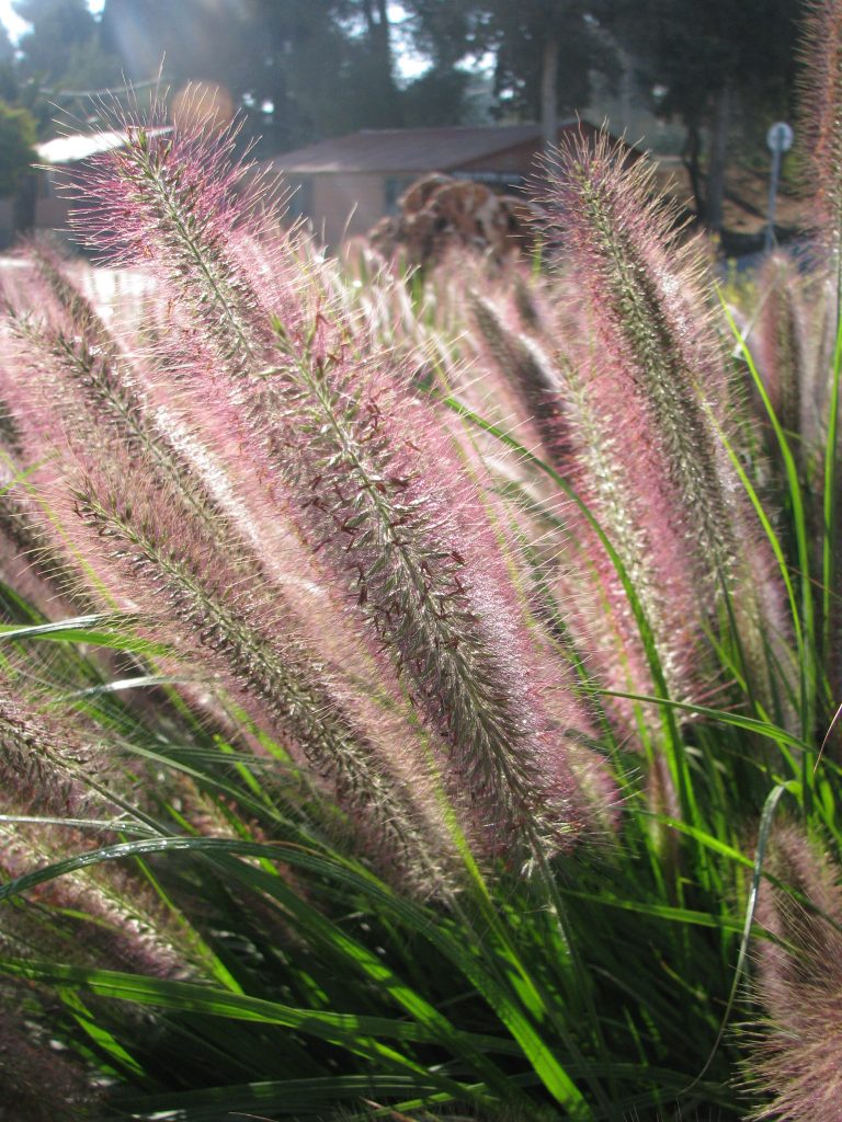 Pennisetum_alopecuroides_var_viridescens_flowers_up2