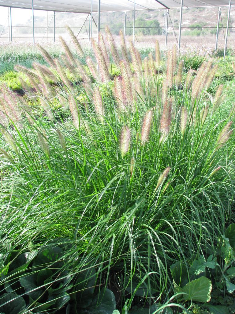 Pennisetum_alopecuroides_var_viridescens_full_green_up