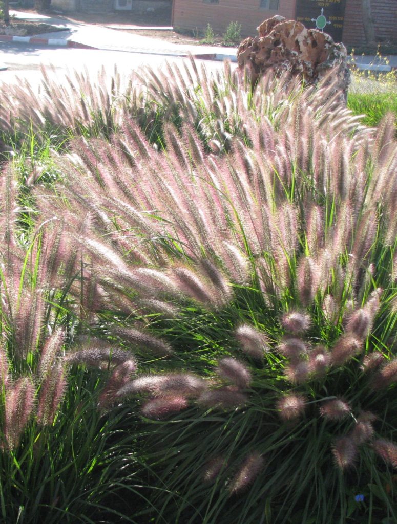 Pennisetum_alopecuroides_var_viridescens_group1_cut_up