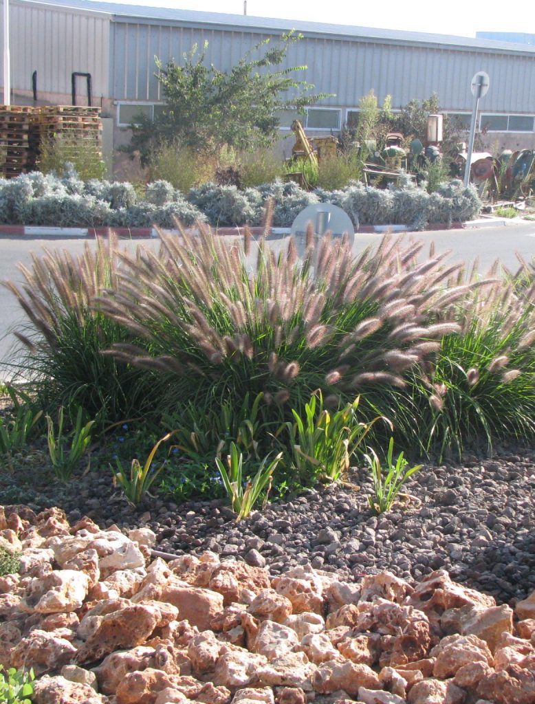 Pennisetum_alopecuroides_var_viridescens_group3_cut_up