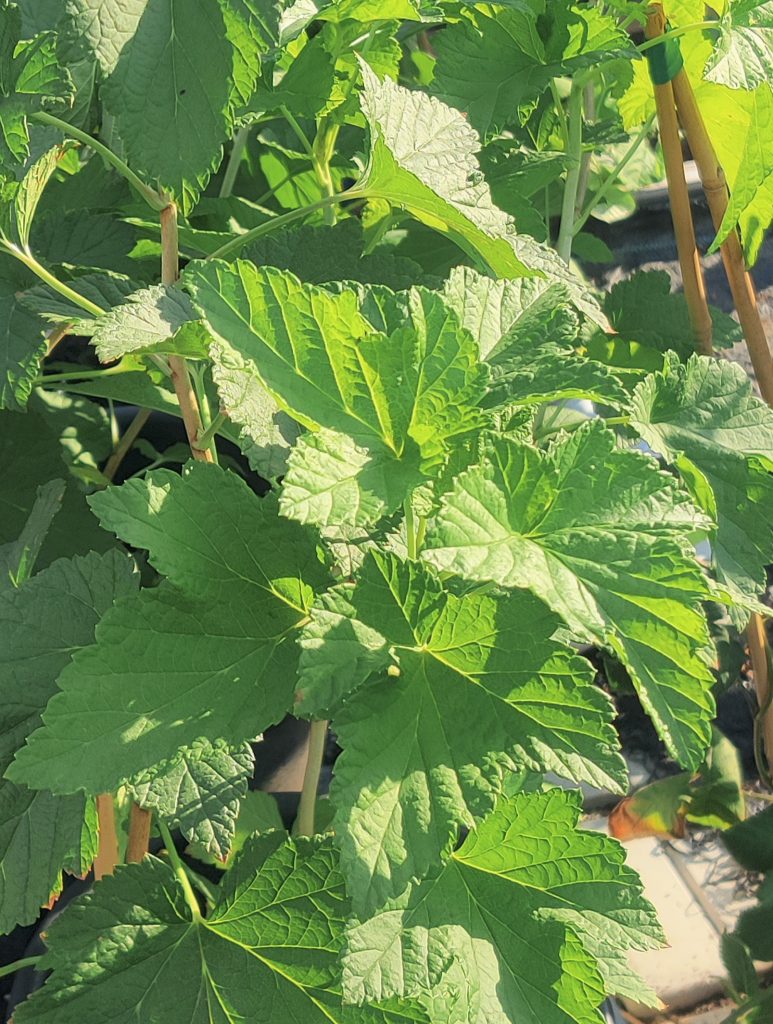 Ribes_nigrum_leaves_up1_cut_up