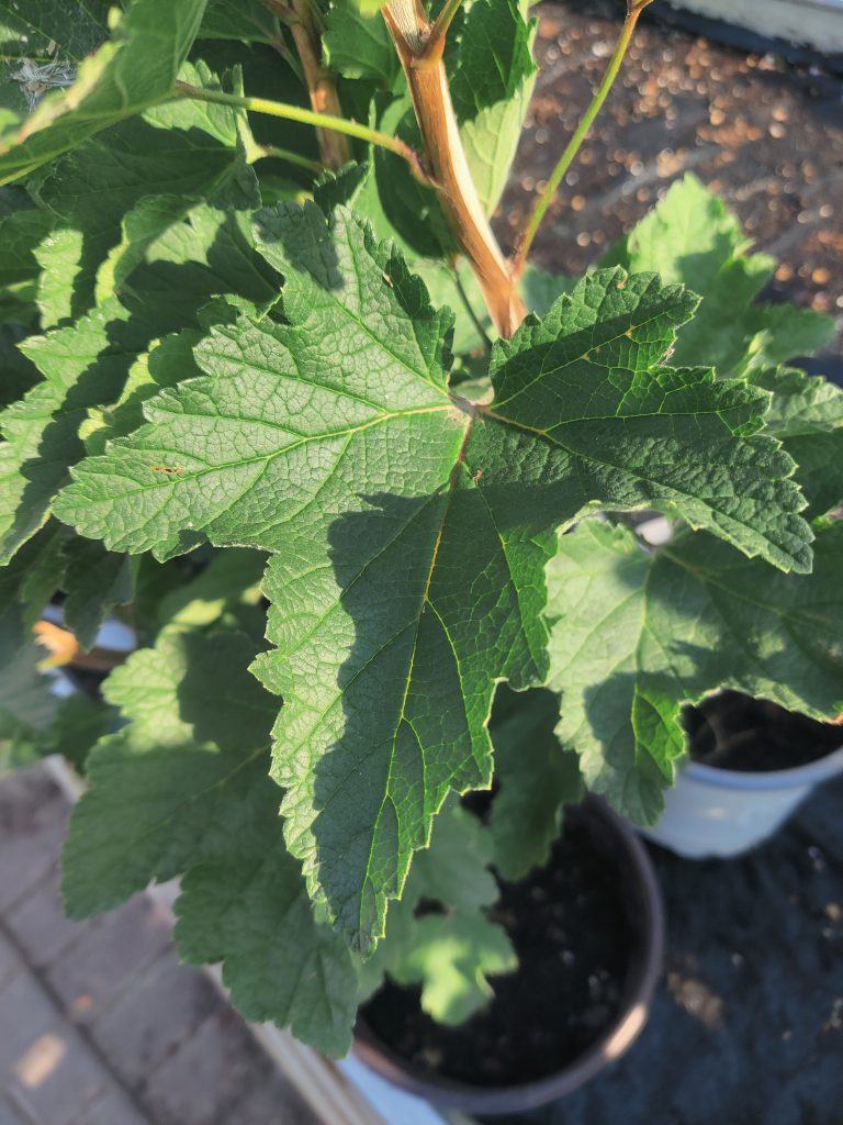 Ribes_rubrum_leaf_up