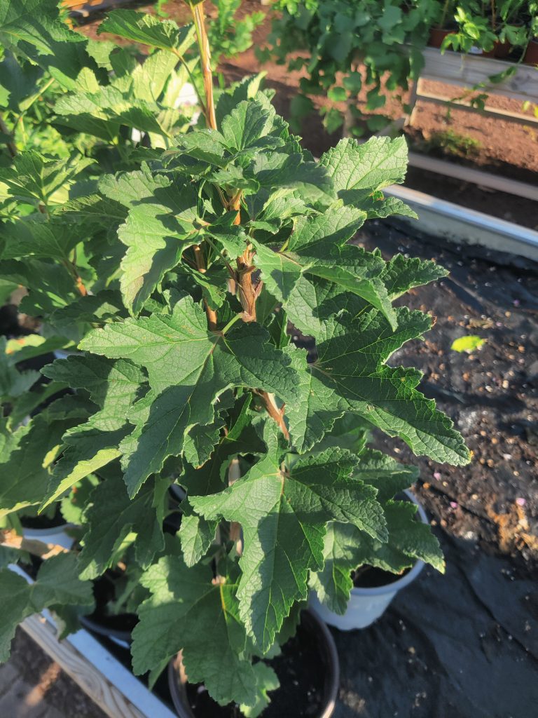 Ribes_rubrum_leaves_up