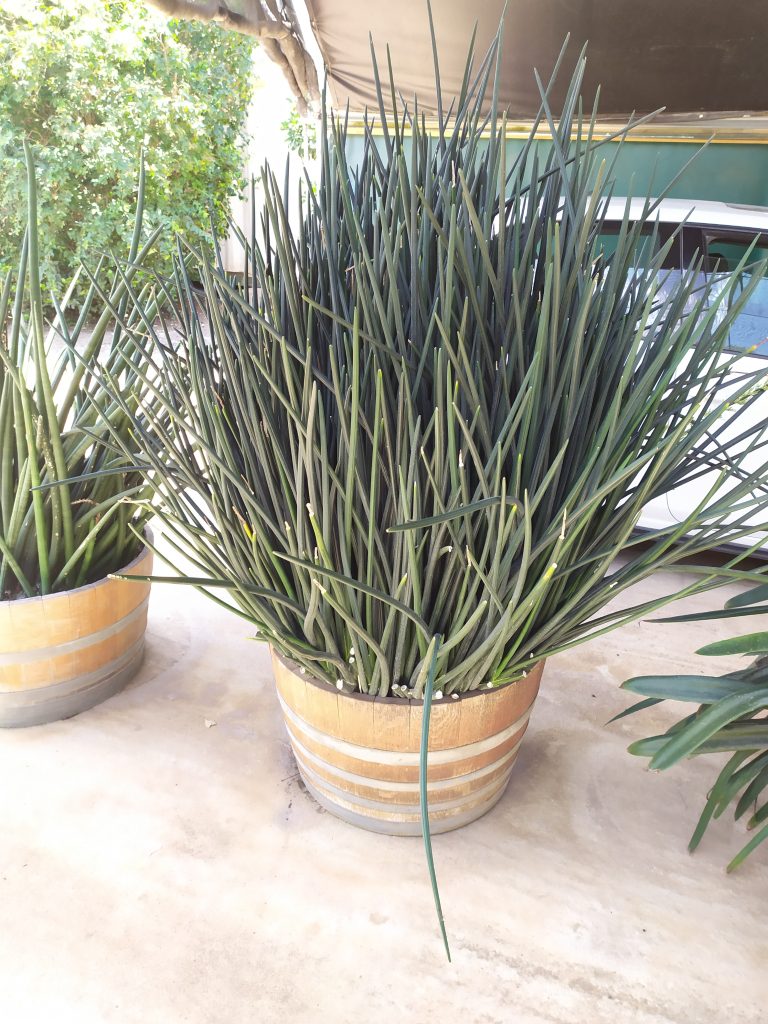 Sansevieria_erythraeae_full_pot_up1