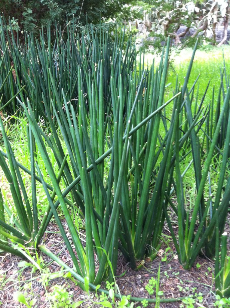 Sansevieria_erythraeae_group_up1