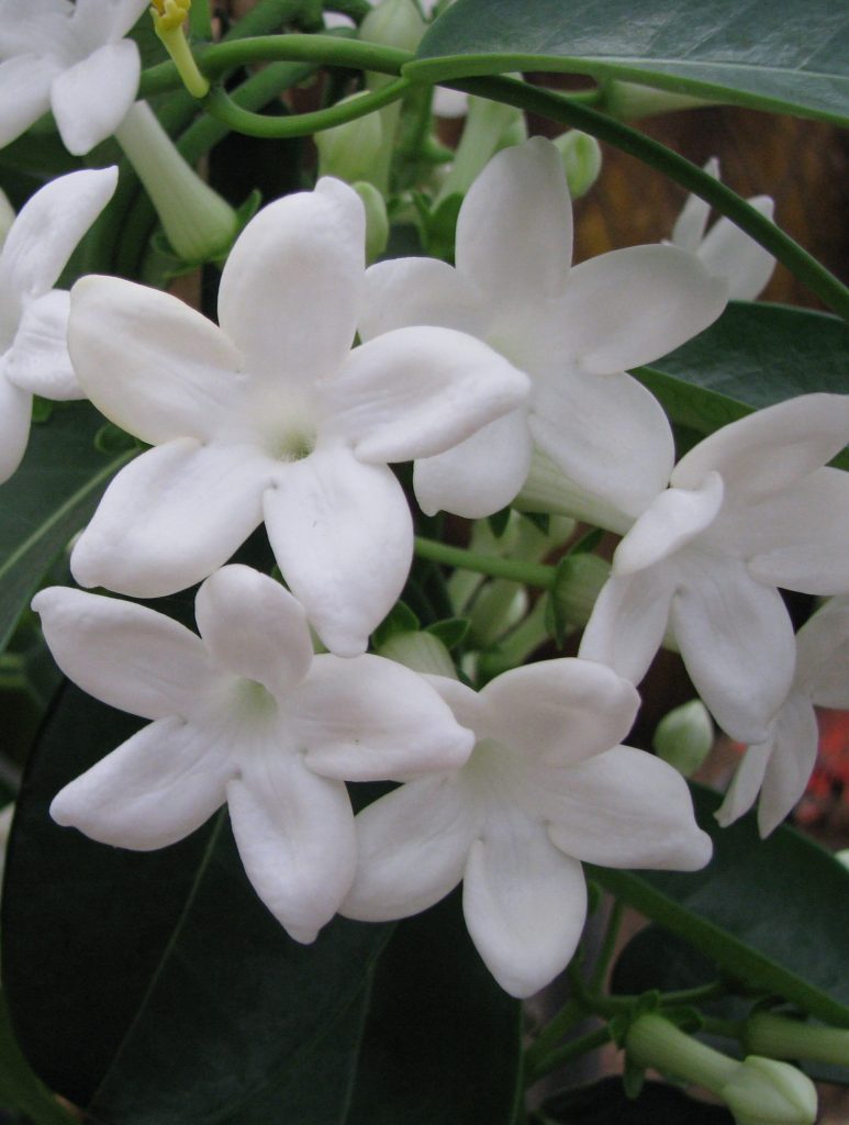 Stephanotis_floribunda_flowers1_cut_up