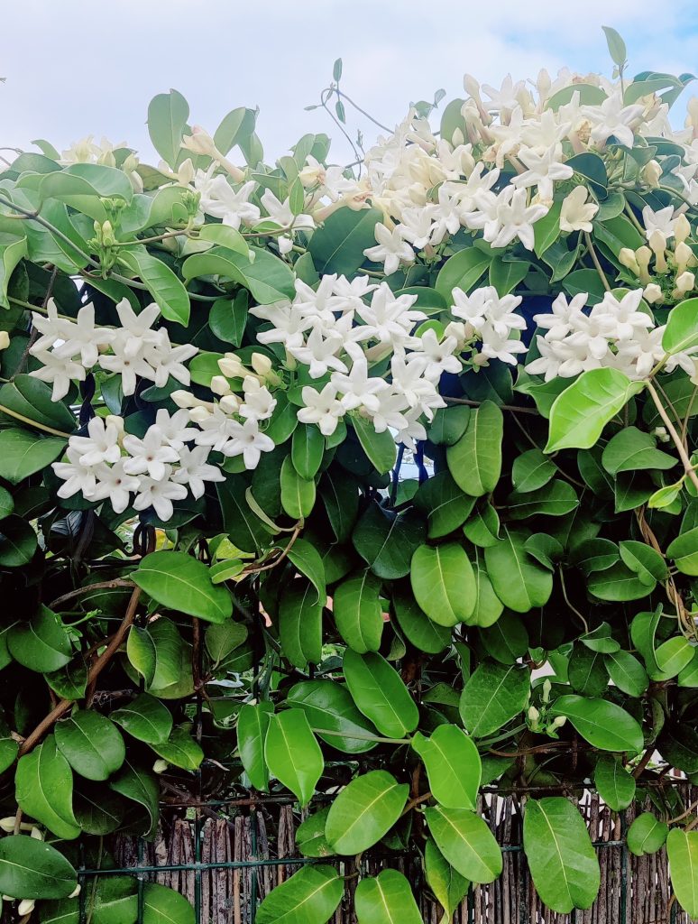 Stephanotis_floribunda_full3_cut_up