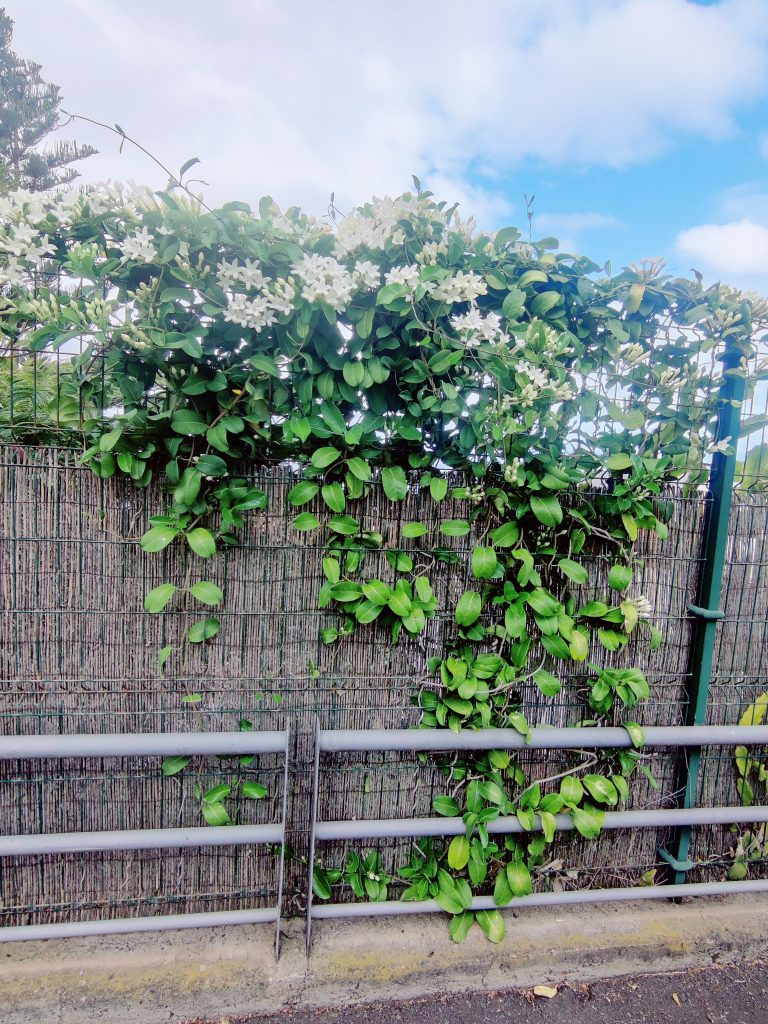 Stephanotis_floribunda_full_up1