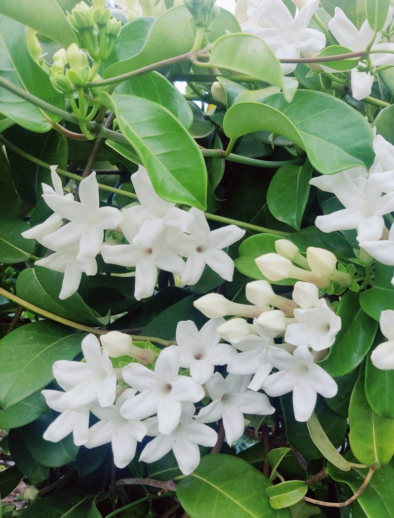 Stephanotis_floribunda_many_flowers_cut_up