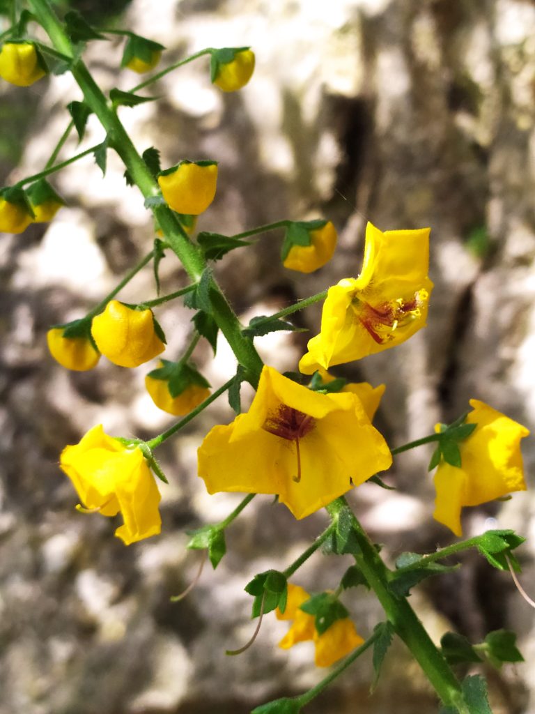 Verbascum_arcturus_flowers_up1