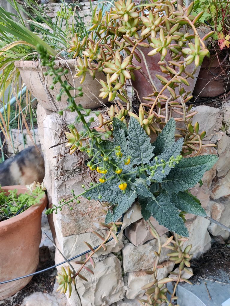 Verbascum_arcturus_full_up1