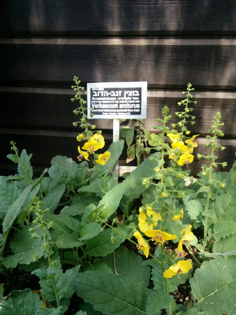 Verbascum_arcturus_pot_up1