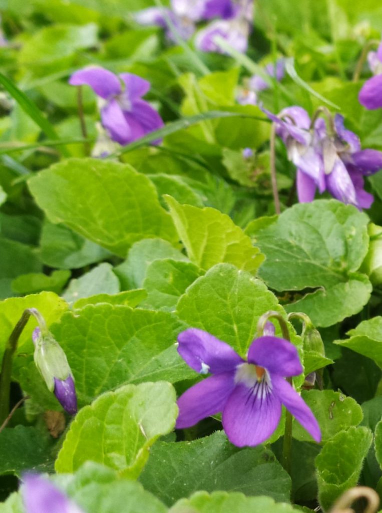 Viola_odorata_carpet2_cut_up