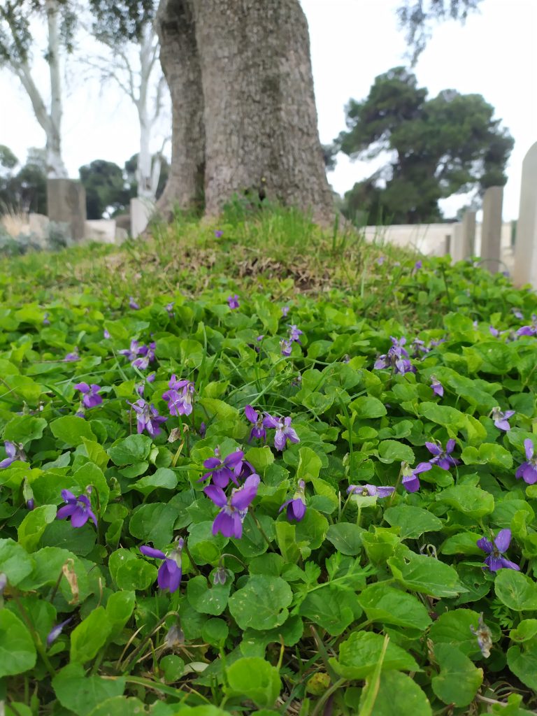 Viola_odorata_carpet_up
