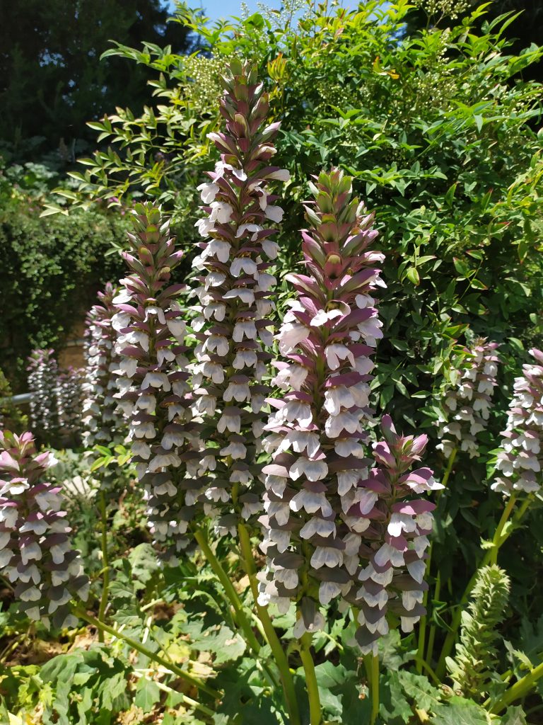 Acanthus_mollis_flowers_up1