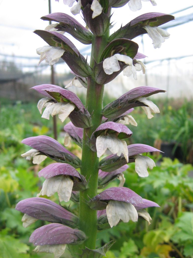 Acanthus_mollis_flowers_up_close