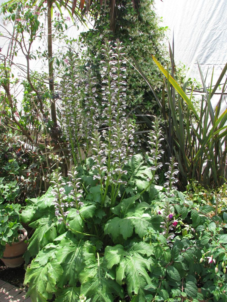 Acanthus_mollis_full_up1