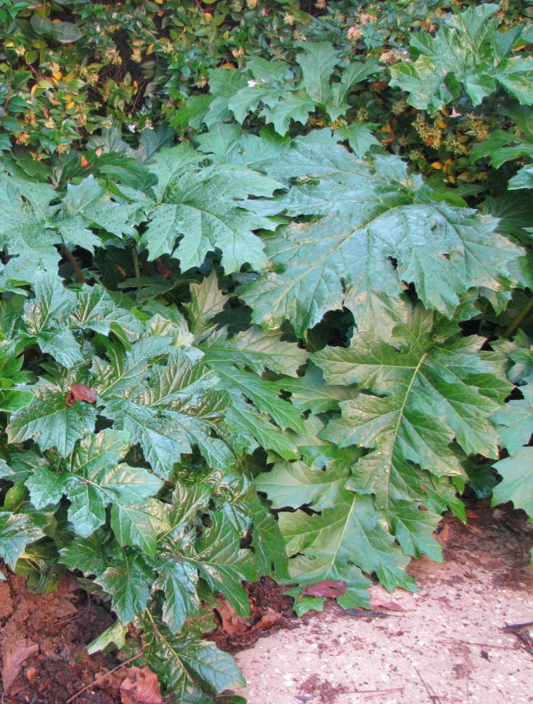 Acanthus_mollis_leaves1_cut_up