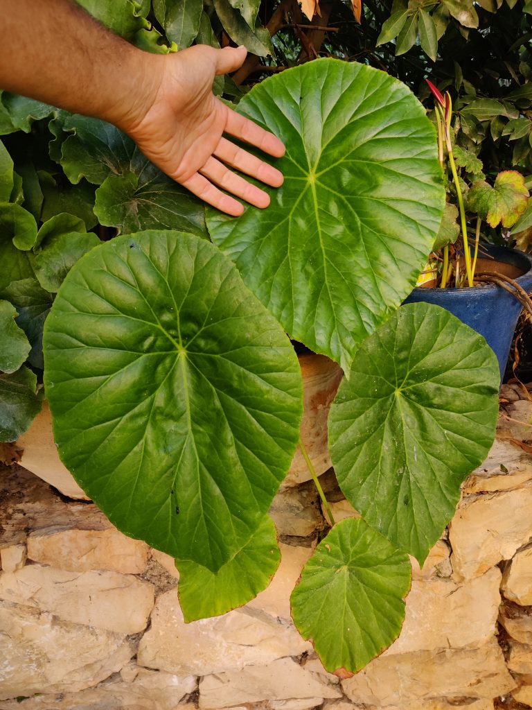 Begonia_nelumbiifolia_full_up1