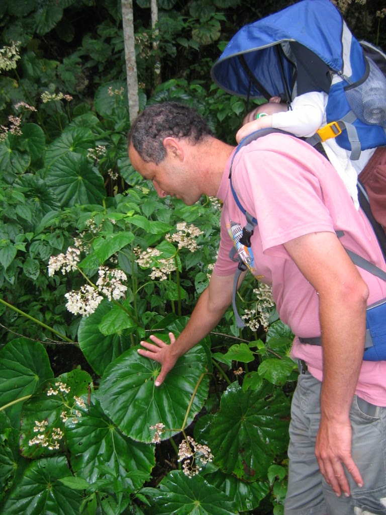 Begonia_nelumbiifolia_in_Guatemala_up