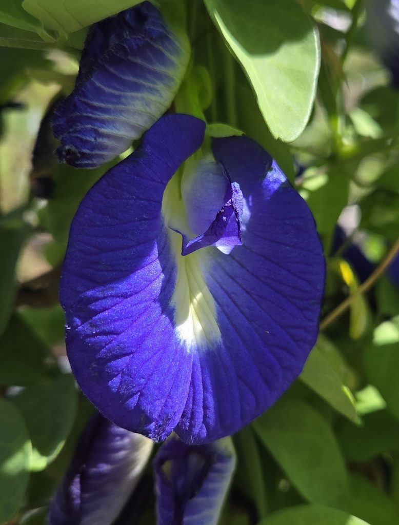 Clitoria_ternatea_flower1_cut_up