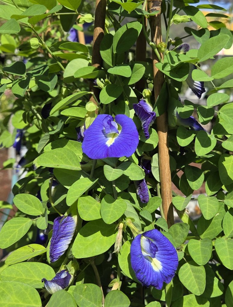 Clitoria_ternatea_full1_cut_up