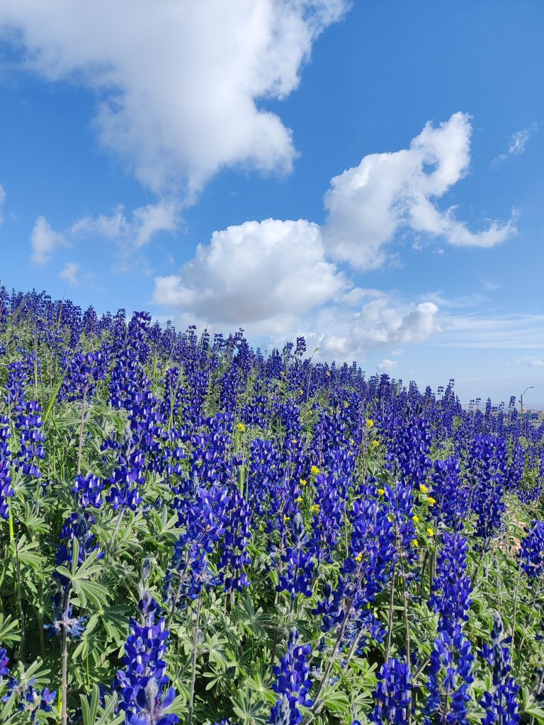 Lupinus_pilosus_group_clouds_up1