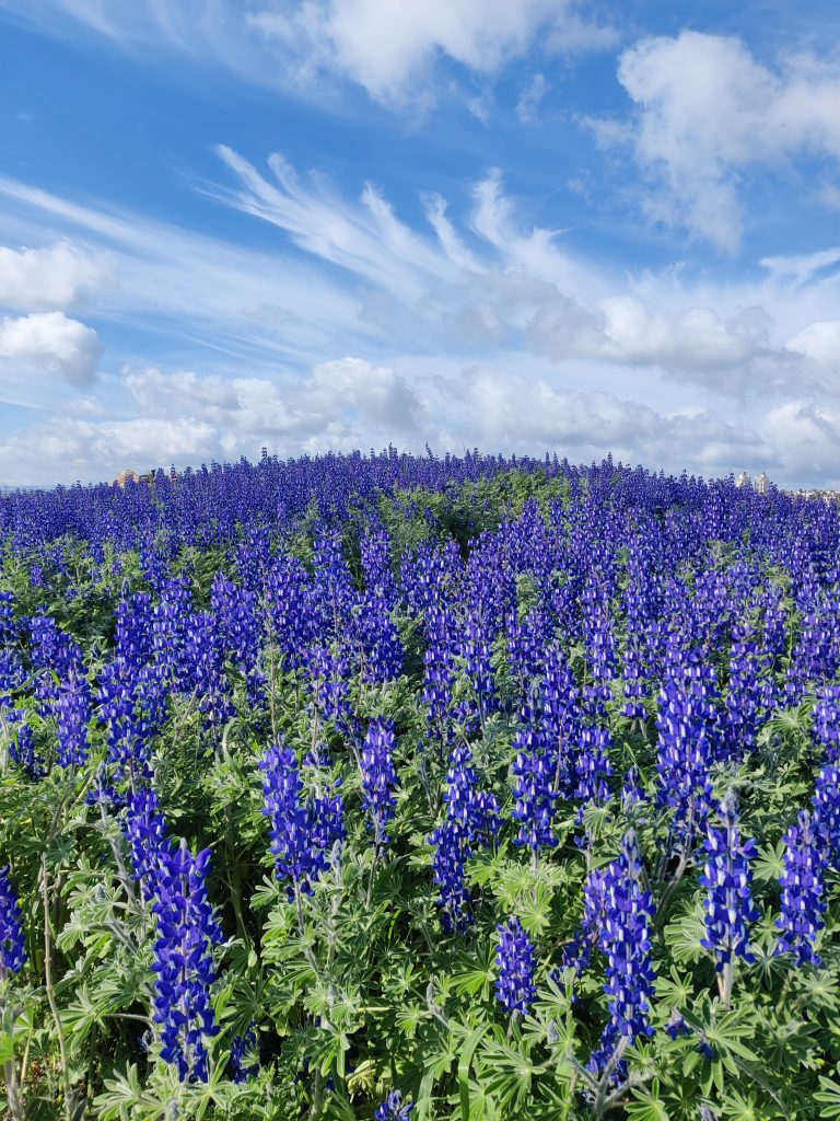 Lupinus_pilosus_group_clouds_up2