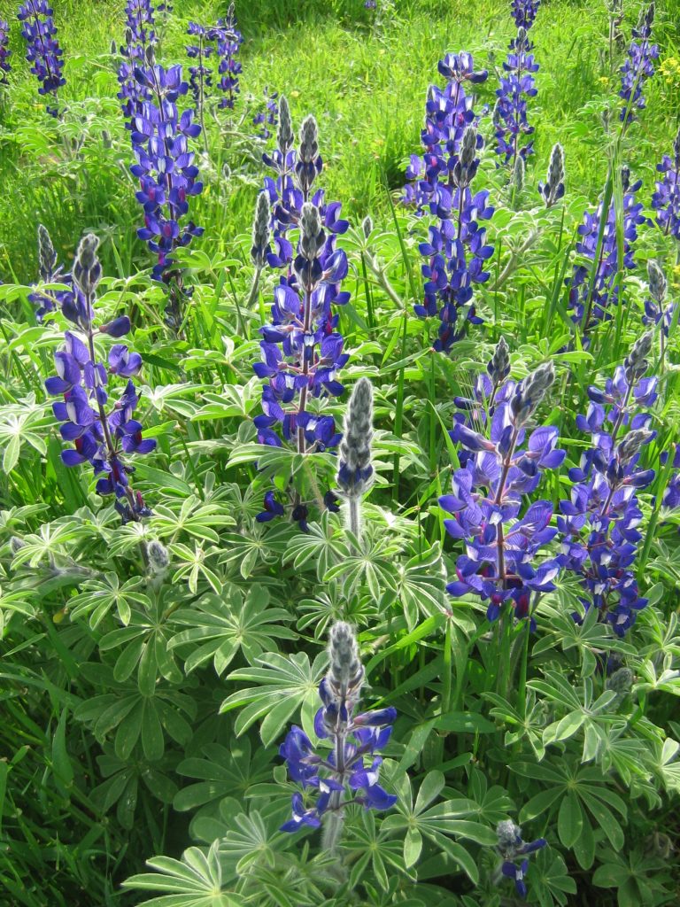 Lupinus_pilosus_group_up1