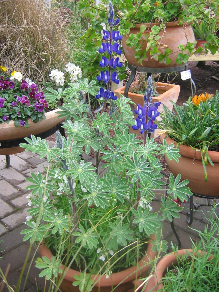 Lupinus_pilosus_pot_up1
