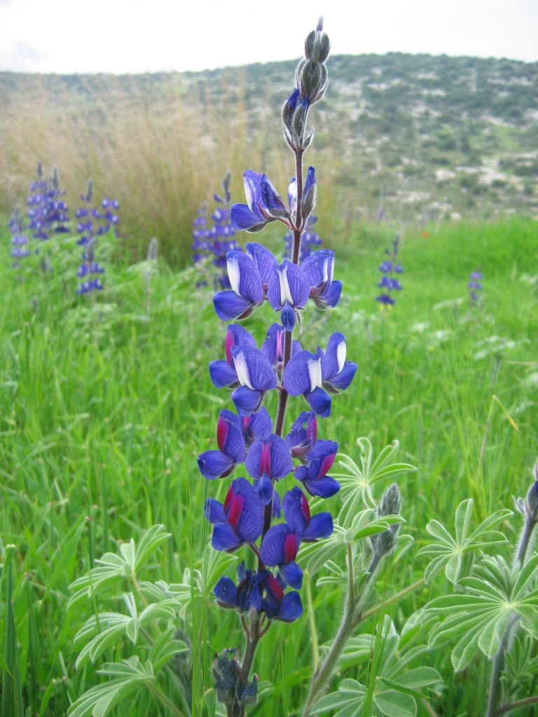 Lupinus_pilosus_spike_up1