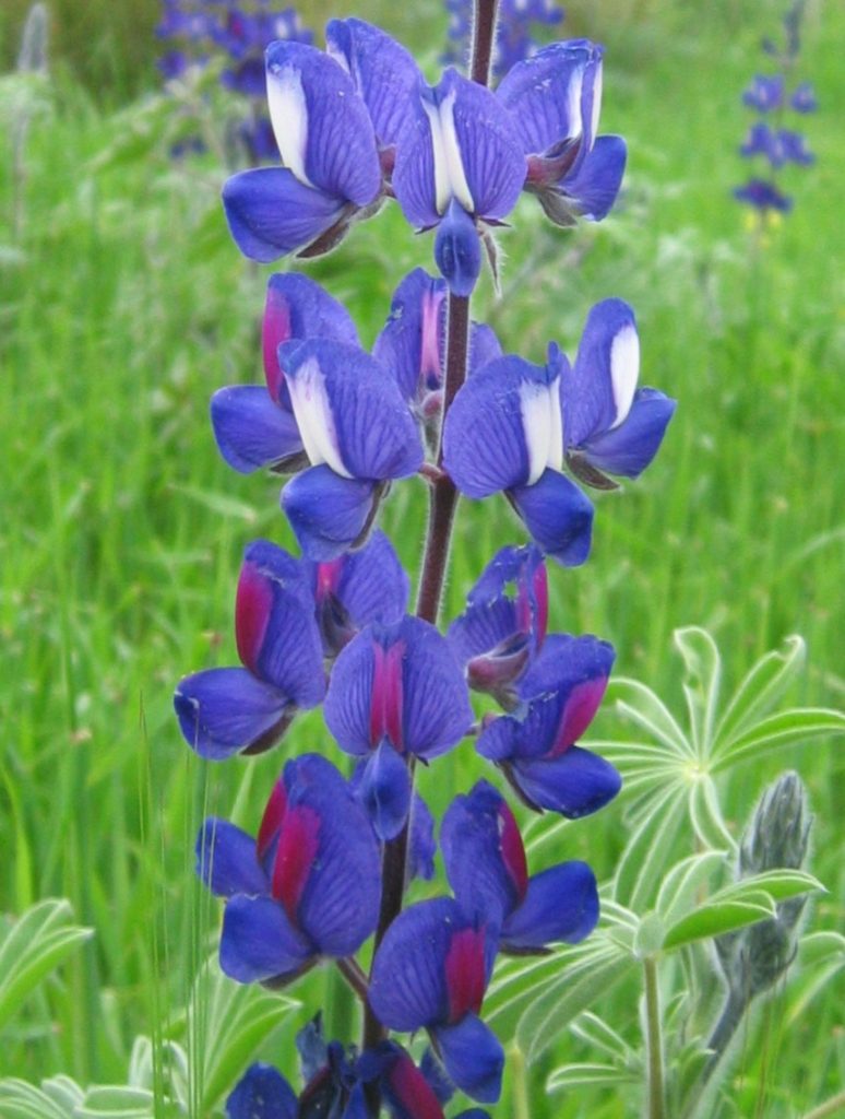 Lupinus_pilosus_spike_up1_cut_up