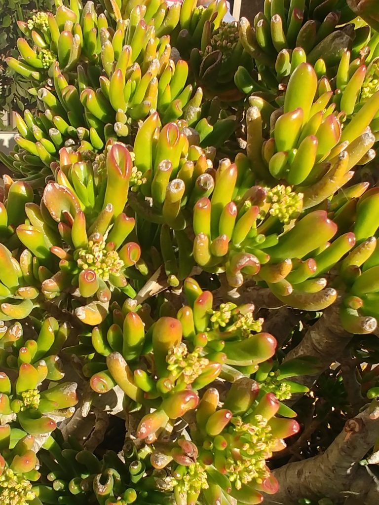 Crassula_ovata_Gollum_leaves_up1_cut_up