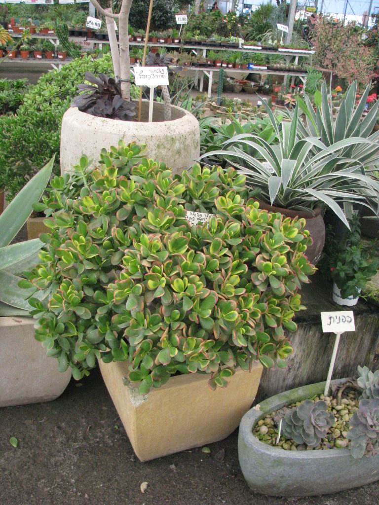 Crassula_ovata_Hummels_Sunset_full_up1
