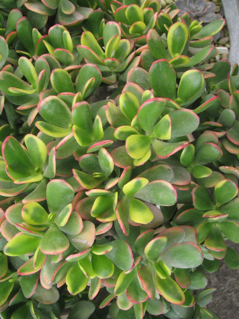 Crassula_ovata_Hummels_Sunset_leaves_up1