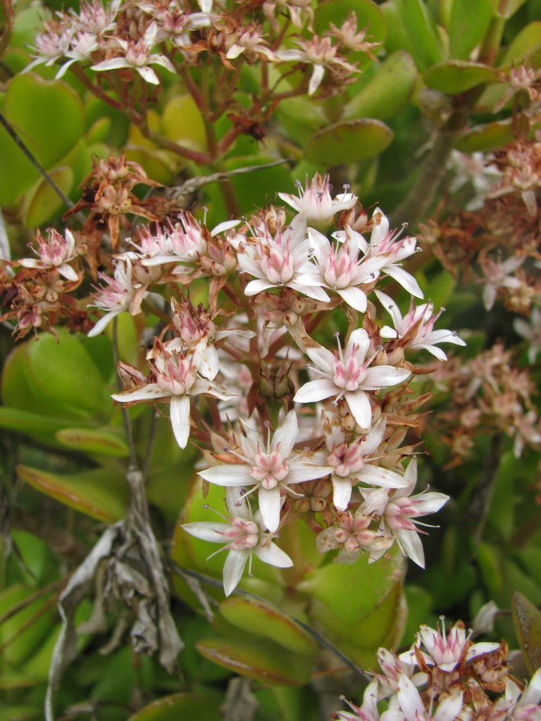 Crassula_ovata_flowers_up1
