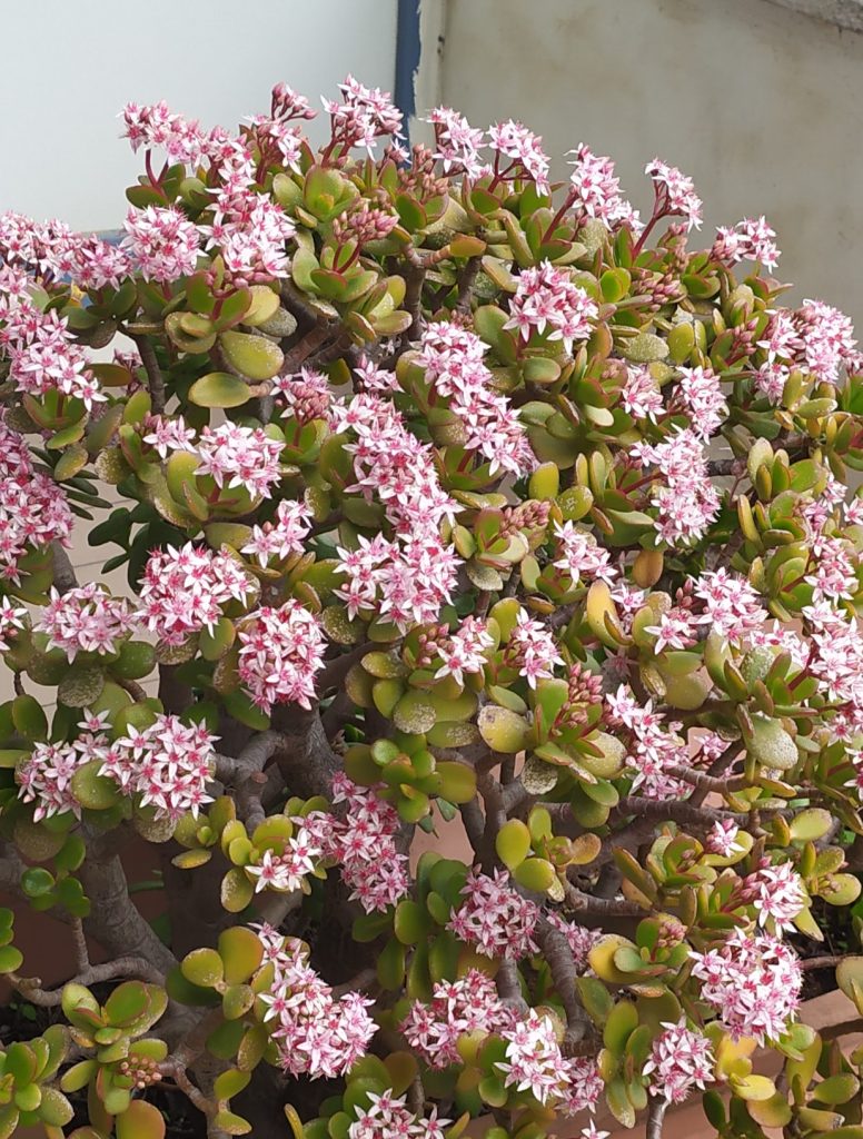 Crassula_ovata_full4_cut_up2