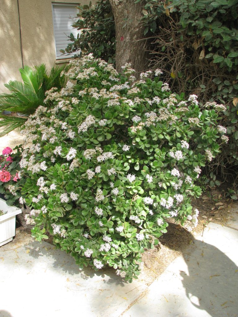 Crassula_ovata_full_up1