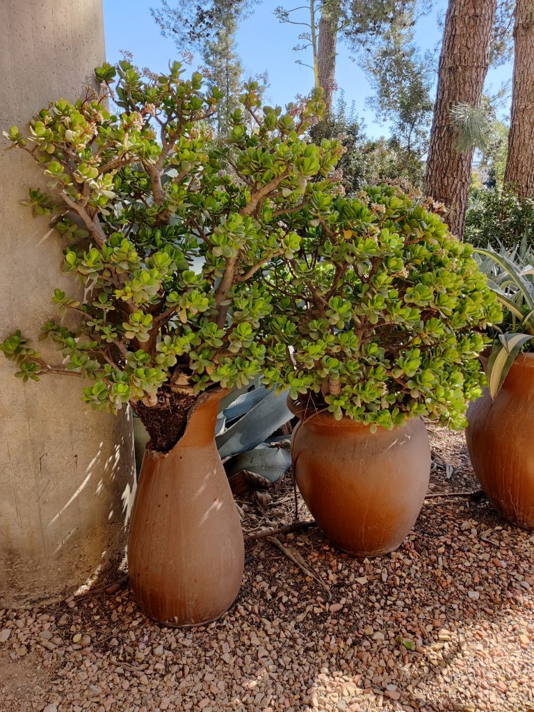 Crassula_ovata_full_up3